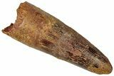 Fossil Spinosaurus Tooth - Real Dinosaur Tooth #312951-1